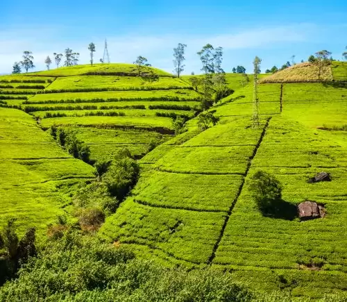 Serene Srilanka I Standard