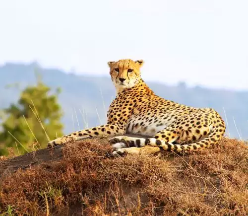 Best of Kenya