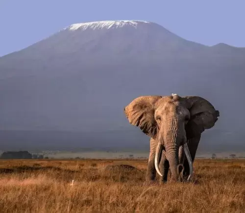 Kenya with Tanzania Safari