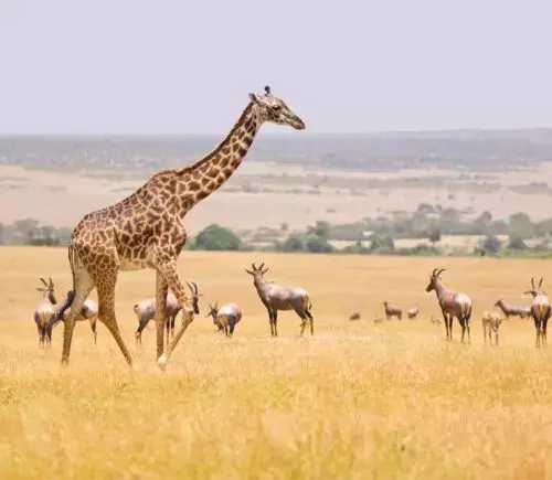 Thrilling Kenya Masai Mara Safari