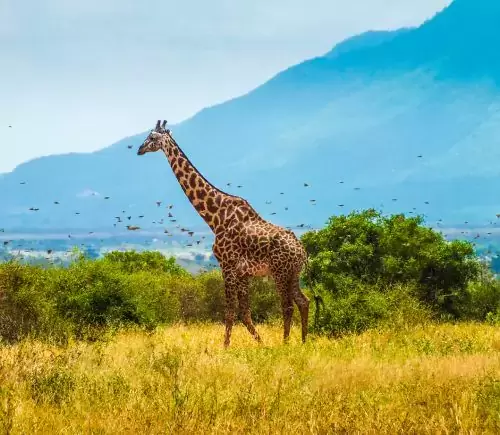 Classic Kenya
